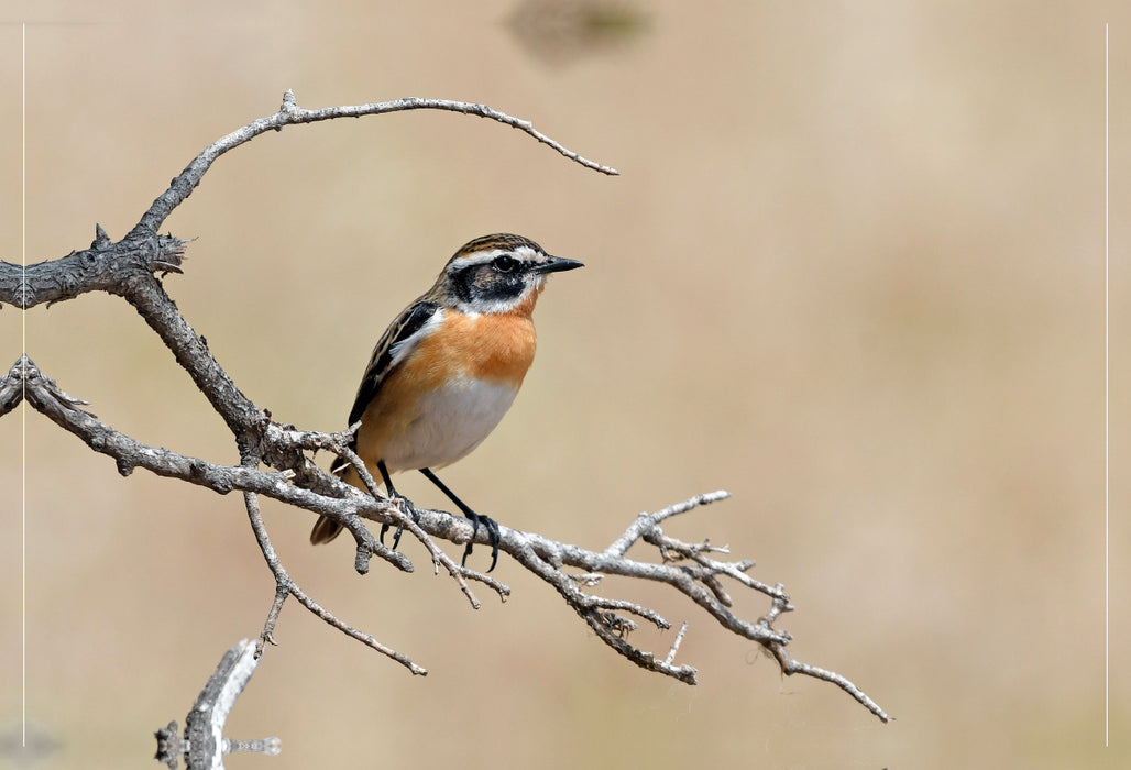 Premium textile canvas Premium textile canvas 90 cm x 60 cm landscape Whinchat (Saxicola rubetra) 