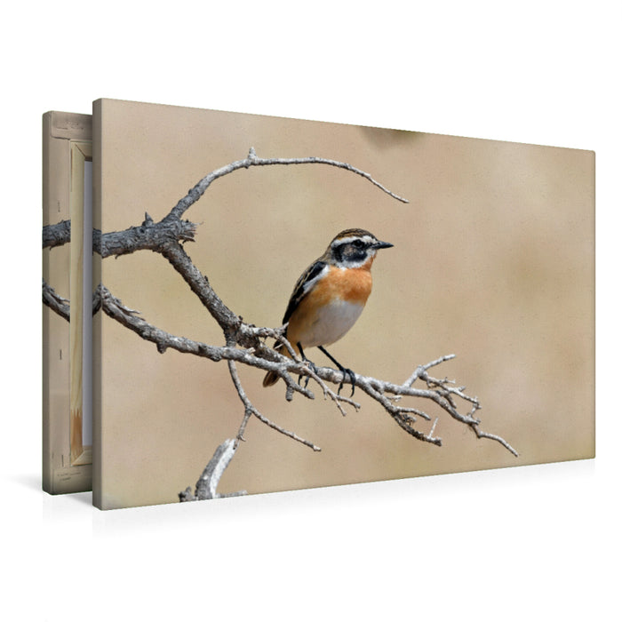 Premium textile canvas Premium textile canvas 90 cm x 60 cm landscape Whinchat (Saxicola rubetra) 