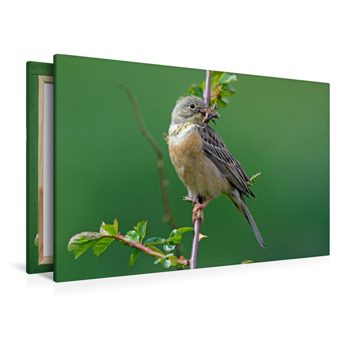 Premium textile canvas Premium textile canvas 120 cm x 80 cm landscape Ortolan (Emberiza hortulana) 