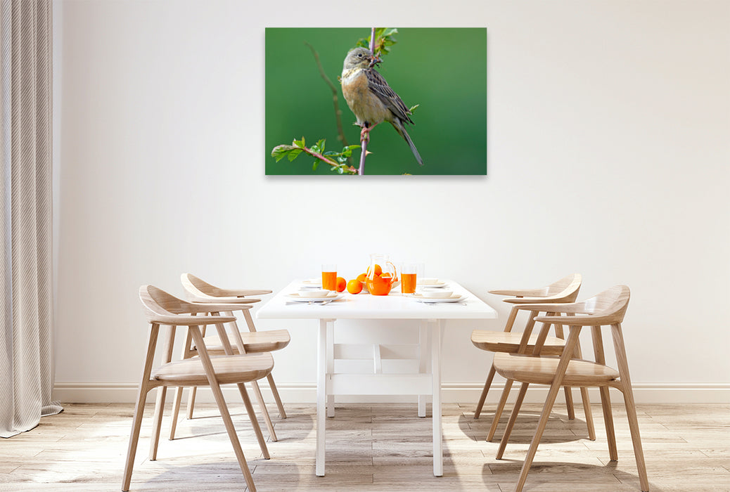 Premium textile canvas Premium textile canvas 120 cm x 80 cm landscape Ortolan (Emberiza hortulana) 