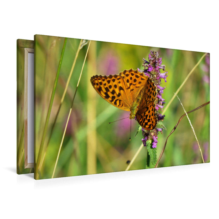 Premium textile canvas Premium textile canvas 120 cm x 80 cm landscape Imperial Mantle / Argynnis paphia 