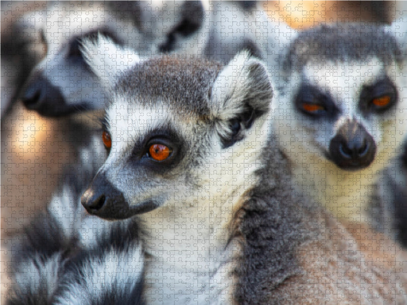 Lemuren die süßen Bewohner Madagaskars - CALVENDO Foto-Puzzle - calvendoverlag 39.99
