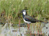 Kiebitz (Vanellus vanellus) - CALVENDO Foto-Puzzle - calvendoverlag 29.99