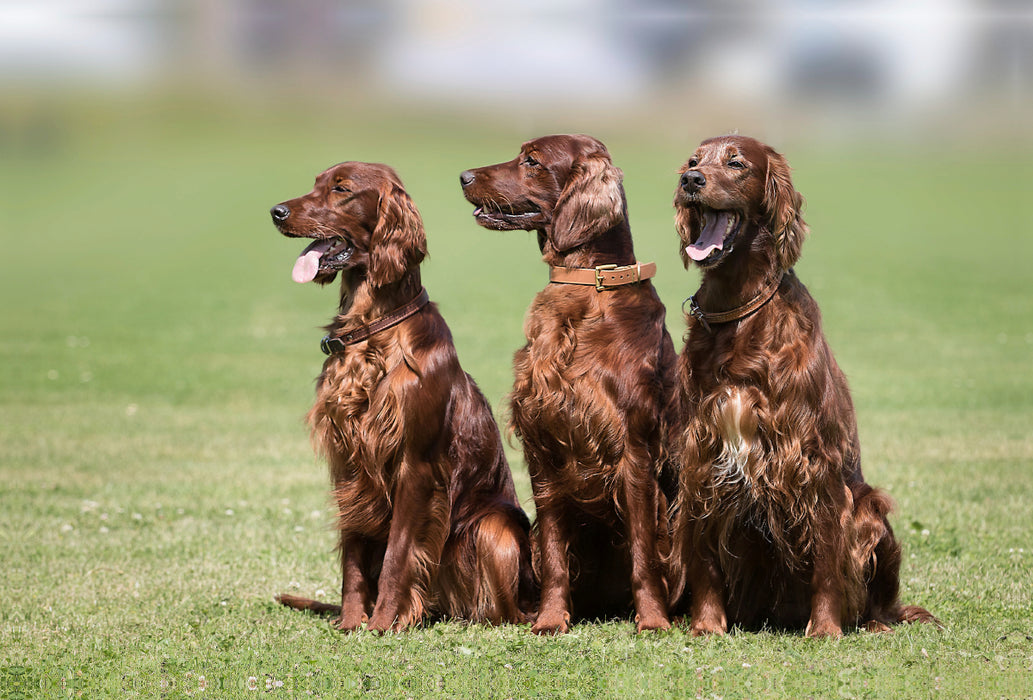 Premium Textil-Leinwand Premium Textil-Leinwand 120 cm x 80 cm quer 3 Irish Setter