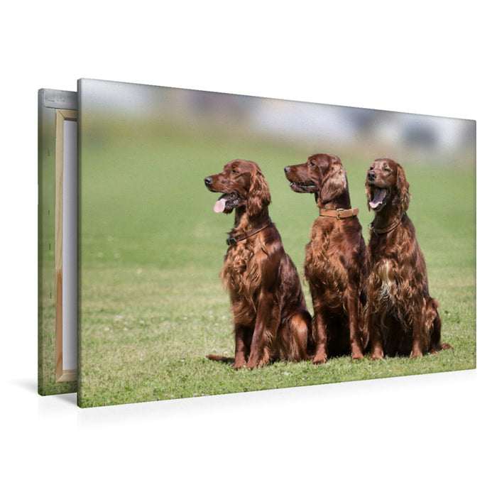 Premium Textil-Leinwand Premium Textil-Leinwand 120 cm x 80 cm quer 3 Irish Setter