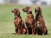 3 Irish Setter - CALVENDO Foto-Puzzle - calvendoverlag 29.99