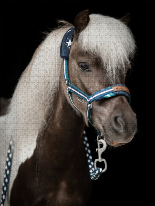 Shetland Pony - CALVENDO Foto-Puzzle - calvendoverlag 29.99