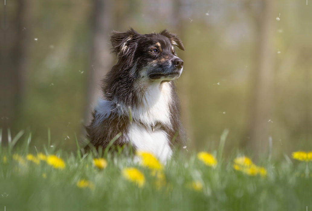 Premium Textil-Leinwand Premium Textil-Leinwand 120 cm x 80 cm quer Australian Shepherd im Löwenzahn