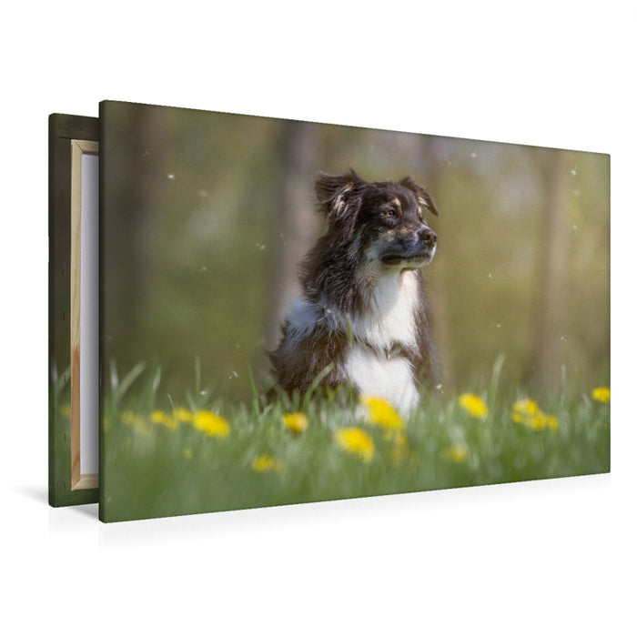 Premium Textil-Leinwand Premium Textil-Leinwand 120 cm x 80 cm quer Australian Shepherd im Löwenzahn