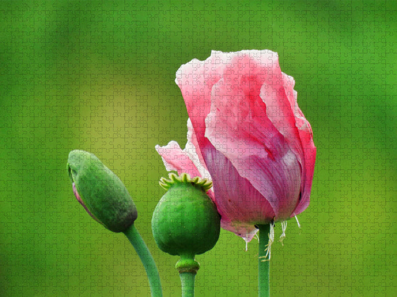 Pink opium poppy - CALVENDO photo puzzle 