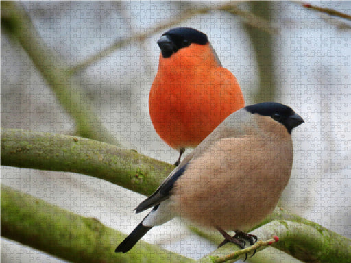 Dompfaffpärchen - CALVENDO Foto-Puzzle - calvendoverlag 39.99