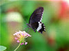 Papilio polytes - Kleiner Mormone - CALVENDO Foto-Puzzle - calvendoverlag 39.99