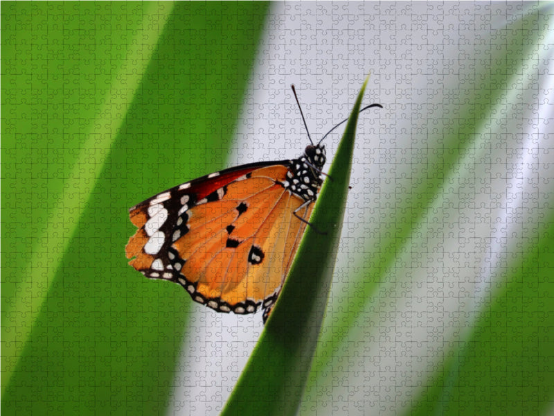 Danaus chrysippus - Kleiner Monarch - CALVENDO Foto-Puzzle - calvendoverlag 39.99