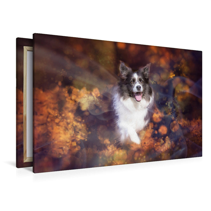 Premium textile canvas Premium textile canvas 120 cm x 80 cm landscape Border Collie 