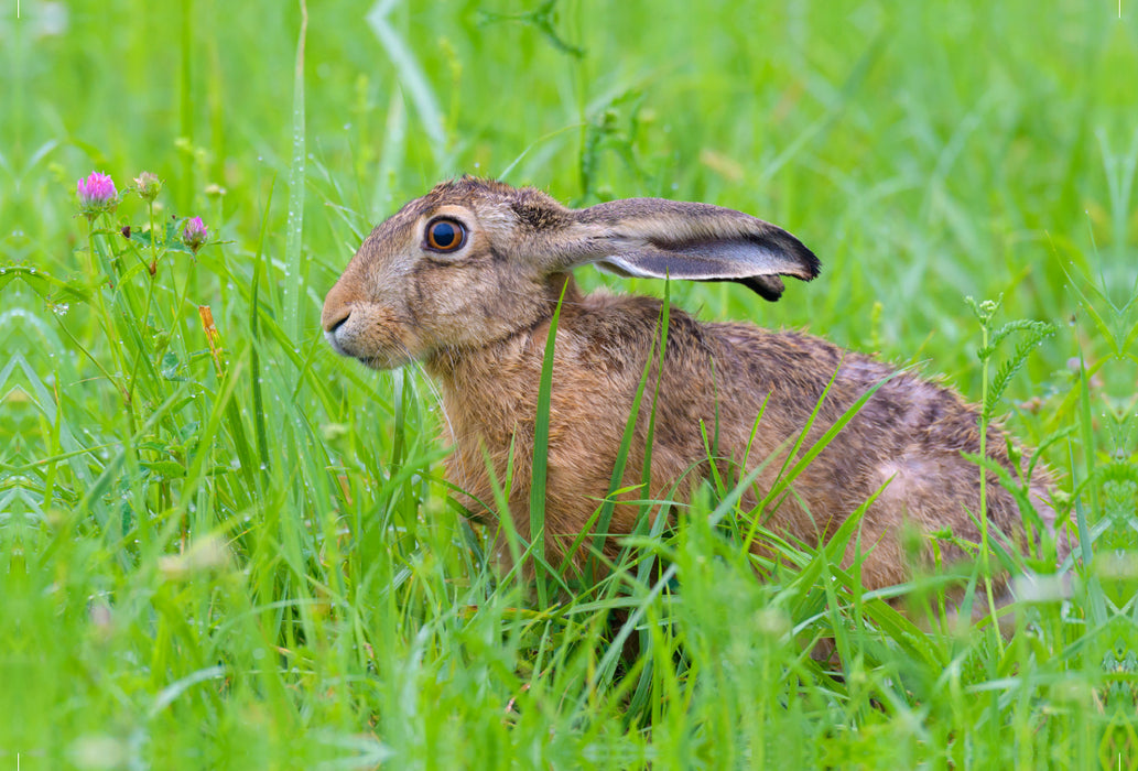 Premium textile canvas Premium textile canvas 120 cm x 80 cm landscape Hare in a meadow 