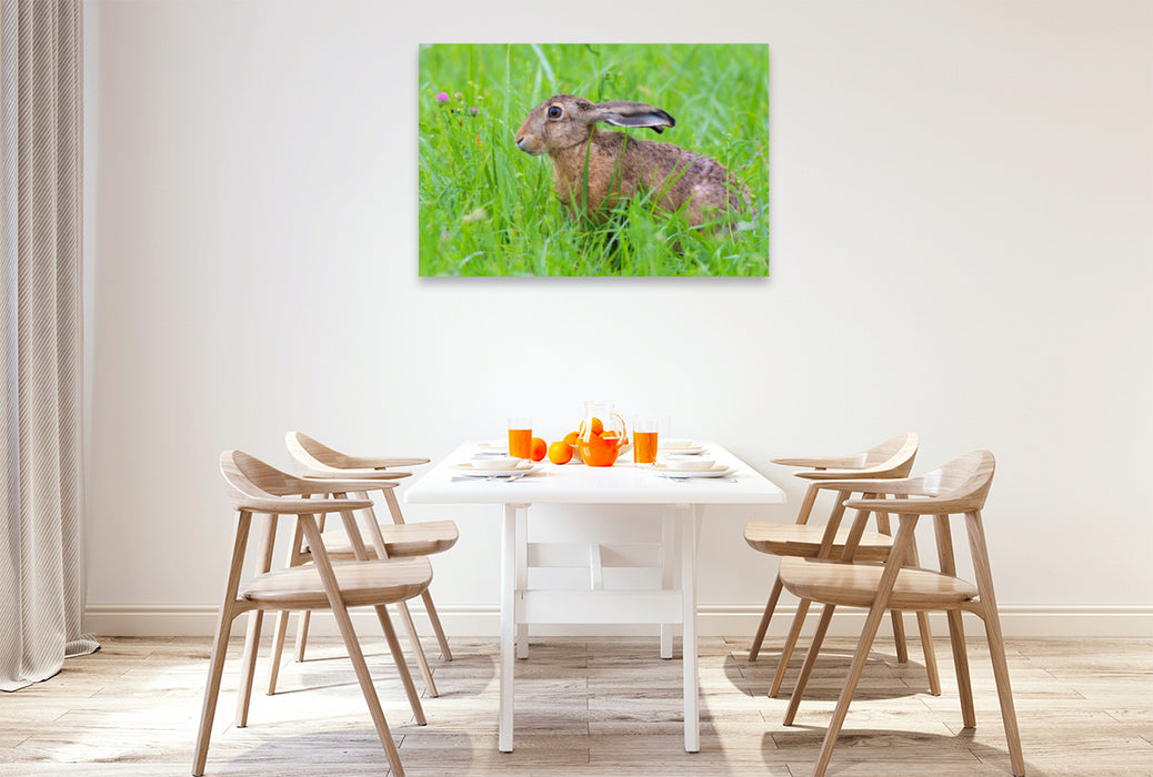 Premium textile canvas Premium textile canvas 120 cm x 80 cm landscape Hare in a meadow 