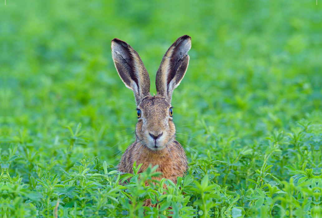 Premium textile canvas Premium textile canvas 120 cm x 80 cm landscape Hare in the wild 