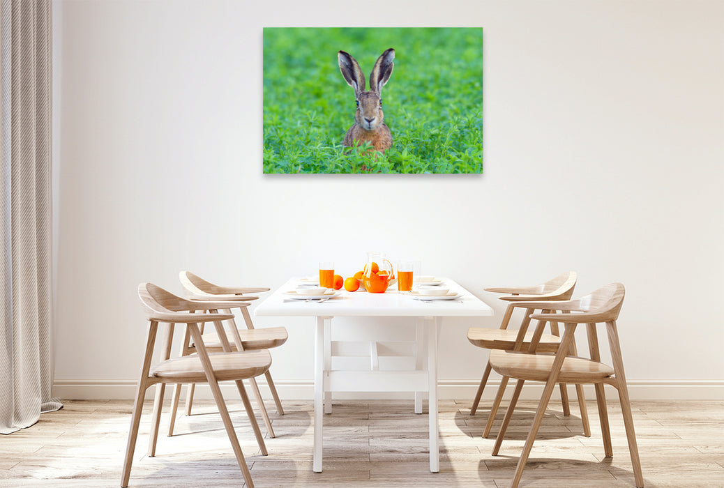 Premium textile canvas Premium textile canvas 120 cm x 80 cm landscape Hare in the wild 