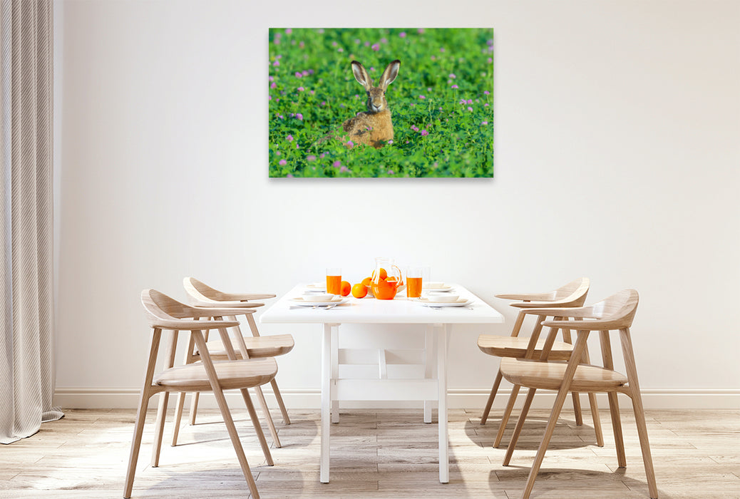 Premium textile canvas Premium textile canvas 120 cm x 80 cm landscape Hare in red clover 