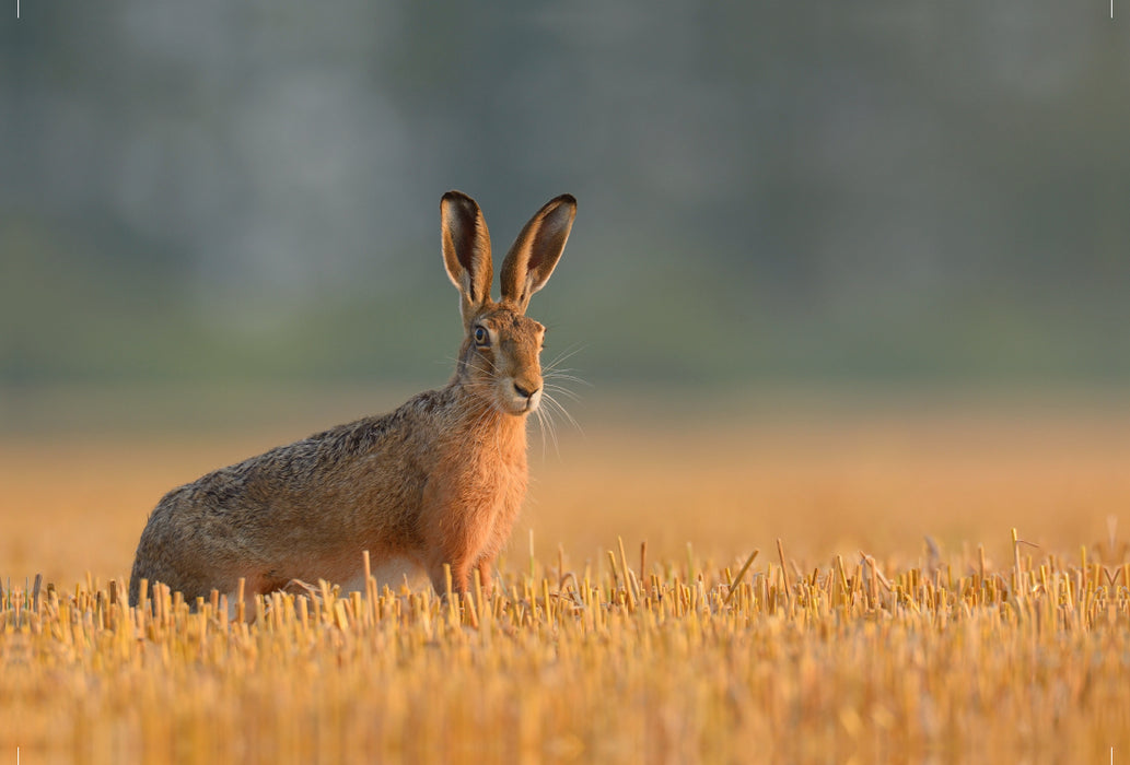 Premium textile canvas Premium textile canvas 120 cm x 80 cm landscape Hare on a stubble field in the morning light 