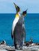 Den Himmel suchende Pinguine - CALVENDO Foto-Puzzle - calvendoverlag 29.99