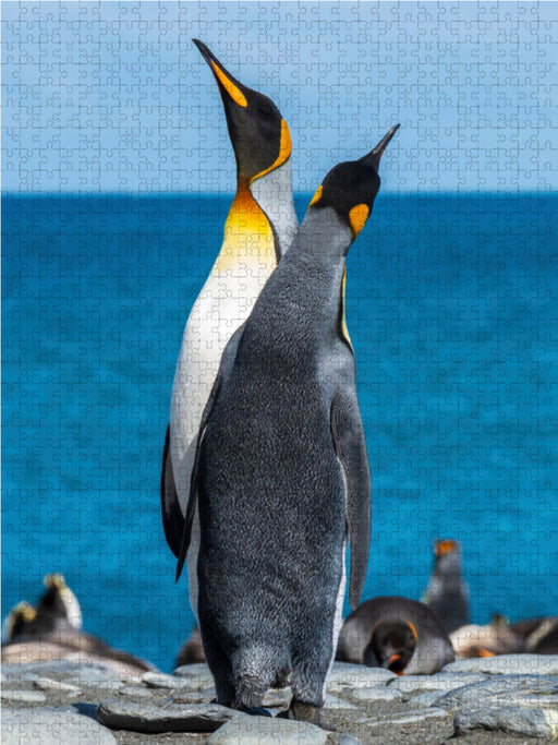 Den Himmel suchende Pinguine - CALVENDO Foto-Puzzle - calvendoverlag 29.99
