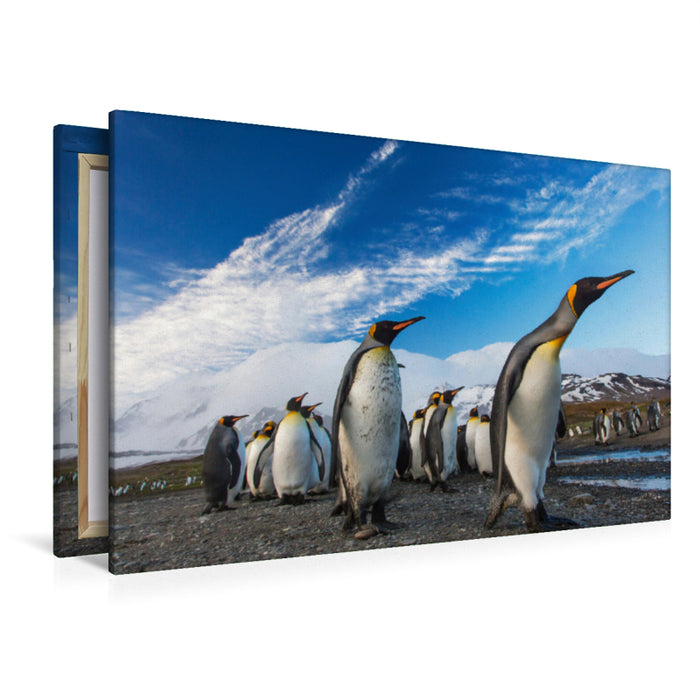 Premium Textil-Leinwand Premium Textil-Leinwand 120 cm x 80 cm quer Pinguine-Marsch