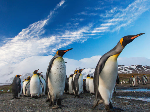 Pinguine-Marsch - CALVENDO Foto-Puzzle - calvendoverlag 29.99