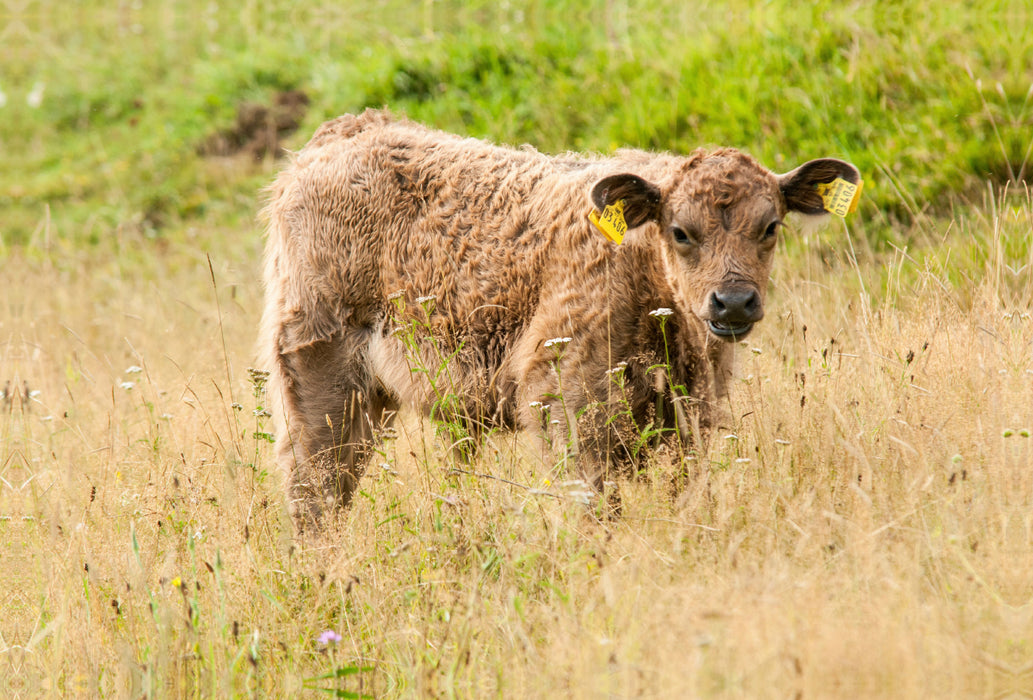 Premium textile canvas Premium textile canvas 120 cm x 80 cm landscape Adorable Galloway calf 