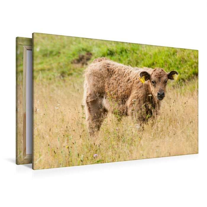 Premium Textil-Leinwand Premium Textil-Leinwand 120 cm x 80 cm quer Bezauberndes Galloway Kalb