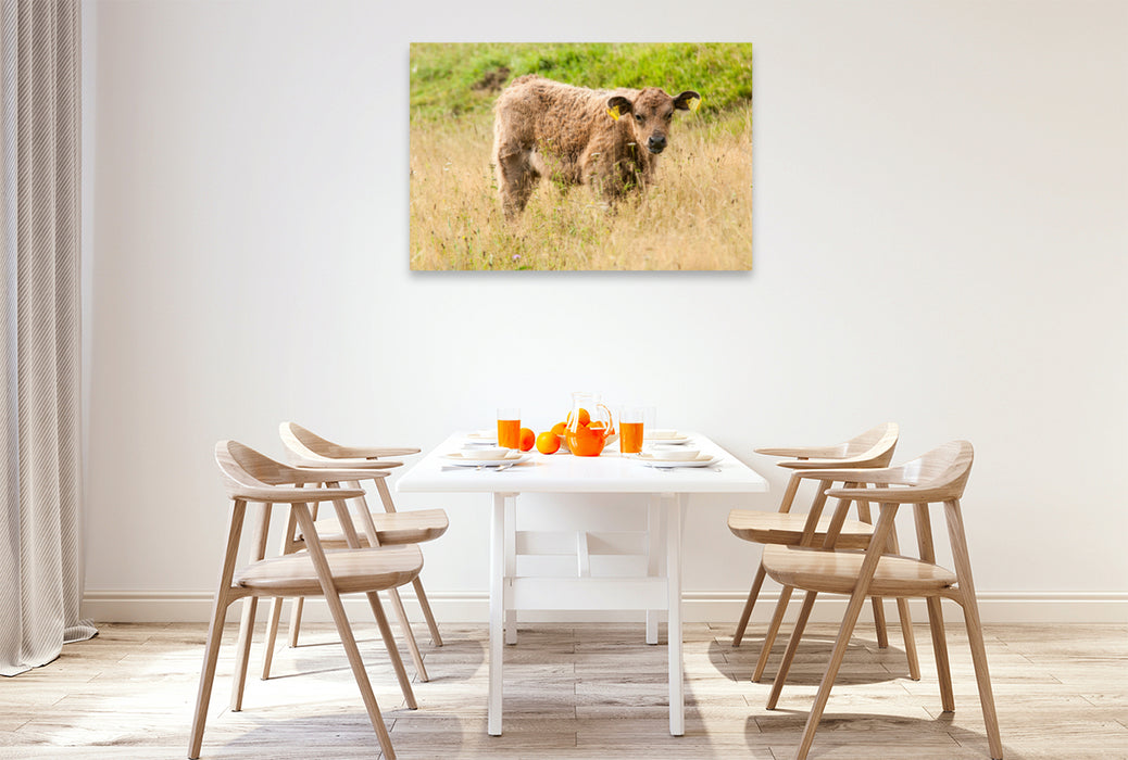 Premium textile canvas Premium textile canvas 120 cm x 80 cm landscape Adorable Galloway calf 