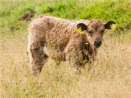 Bezauberndes Galloway Kalb - CALVENDO Foto-Puzzle - calvendoverlag 29.99