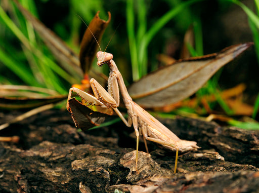 Gottesanbeterin in Griechenland (Iris oratoria) - CALVENDO Foto-Puzzle - calvendoverlag 29.99