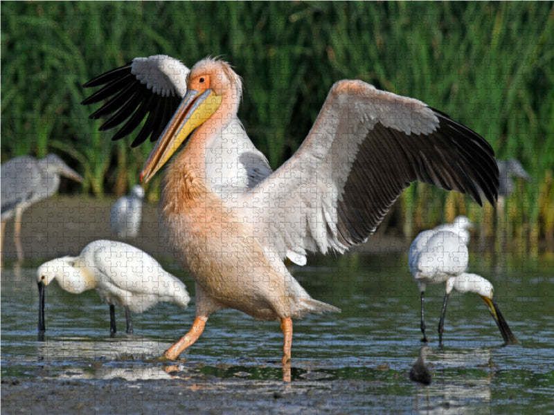 Rosapelikan (Pelecanus onocrotalus) - CALVENDO Foto-Puzzle - calvendoverlag 39.99