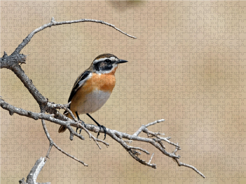 Braunkehlchen (Saxicola rubetra) - CALVENDO Foto-Puzzle - calvendoverlag 29.99