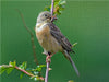 Ortolan (Emberiza hortulana) - CALVENDO Foto-Puzzle - calvendoverlag 29.99