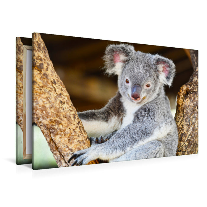 Premium Textil-Leinwand Premium Textil-Leinwand 120 cm x 80 cm quer Ein Motiv aus dem Kalender Koalas, putzige Gesellen