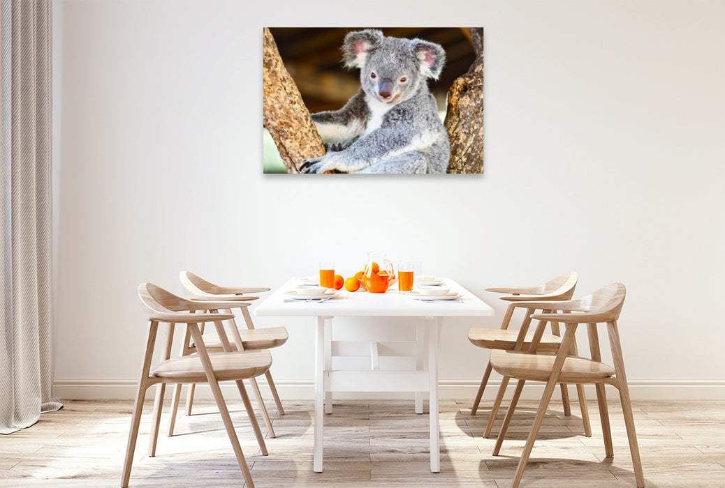 Premium Textil-Leinwand Premium Textil-Leinwand 120 cm x 80 cm quer Ein Motiv aus dem Kalender Koalas, putzige Gesellen