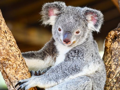 Koalas, putzige Gesellen - CALVENDO Foto-Puzzle - calvendoverlag 29.99