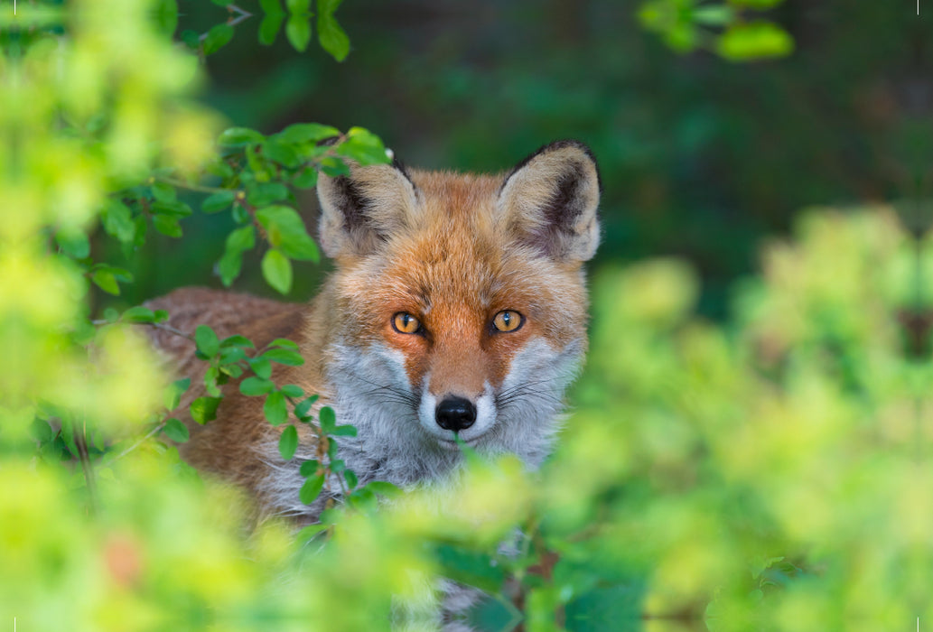 Premium textile canvas Premium textile canvas 120 cm x 80 cm landscape Fox looks out of a hedge 