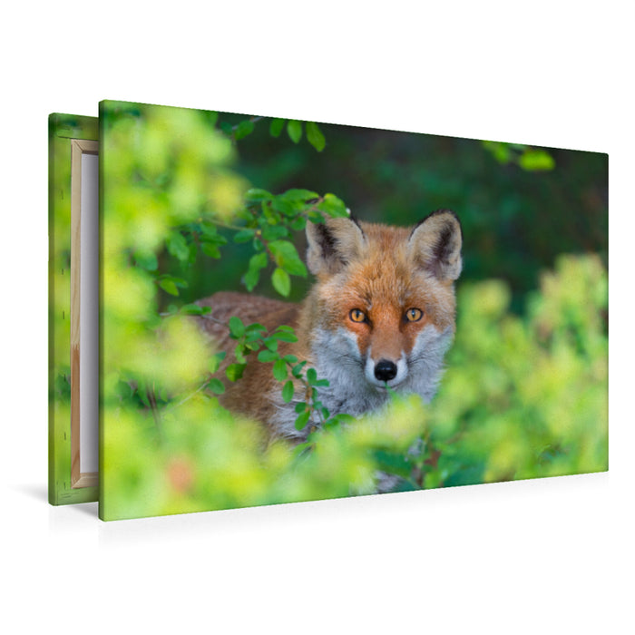 Premium Textil-Leinwand Premium Textil-Leinwand 120 cm x 80 cm quer Fuchs schaut aus einer Hecke