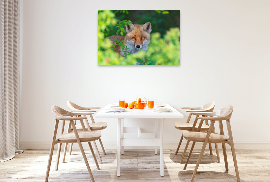 Premium textile canvas Premium textile canvas 120 cm x 80 cm landscape Fox looks out of a hedge 