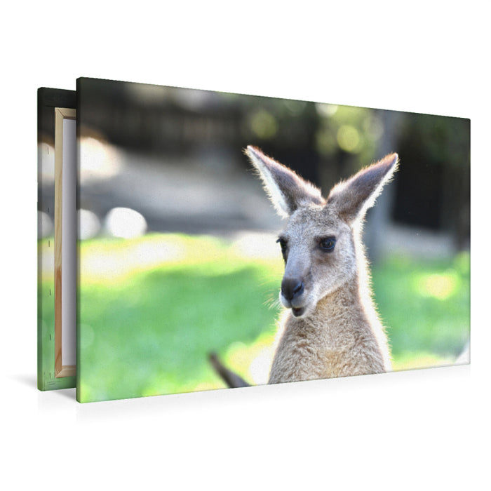 Premium textile canvas Premium textile canvas 120 cm x 80 cm landscape Eastern gray kangaroo 