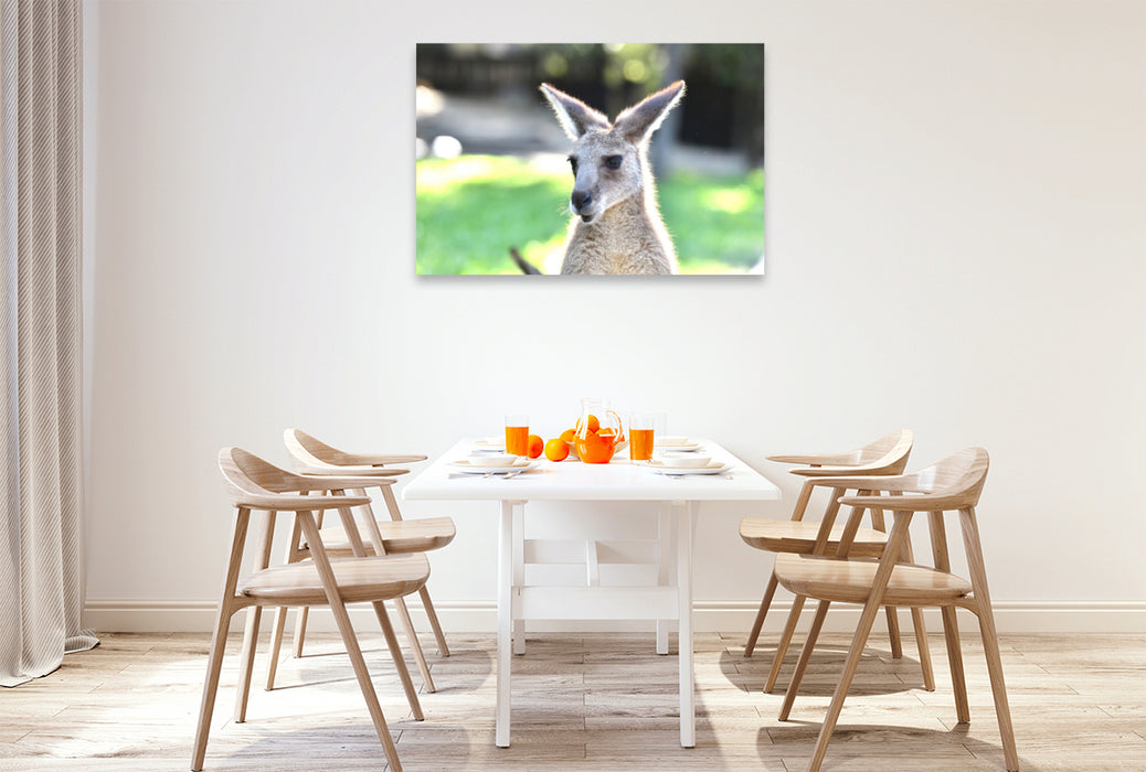 Premium textile canvas Premium textile canvas 120 cm x 80 cm landscape Eastern gray kangaroo 
