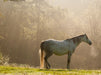 Anglo-Araber im Morgenlicht - CALVENDO Foto-Puzzle - calvendoverlag 39.99