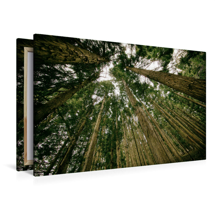 Premium Textil-Leinwand Premium Textil-Leinwand 120 cm x 80 cm quer Aufblickend im Wald