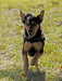 Rennender Mischlingshund - CALVENDO Foto-Puzzle - calvendoverlag 29.99