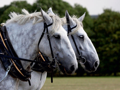 Percheron-Gespann - CALVENDO Foto-Puzzle - calvendoverlag 29.99