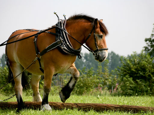 Rückepferd bei der Arbeit - CALVENDO Foto-Puzzle - calvendoverlag 29.99