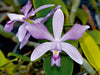 Cattleya violacea rosea anelata - CALVENDO Foto-Puzzle - calvendoverlag 29.99